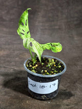 Varigated Monstera Adansonii Mottled - Rare Exact Plant - (Sep-18-17)