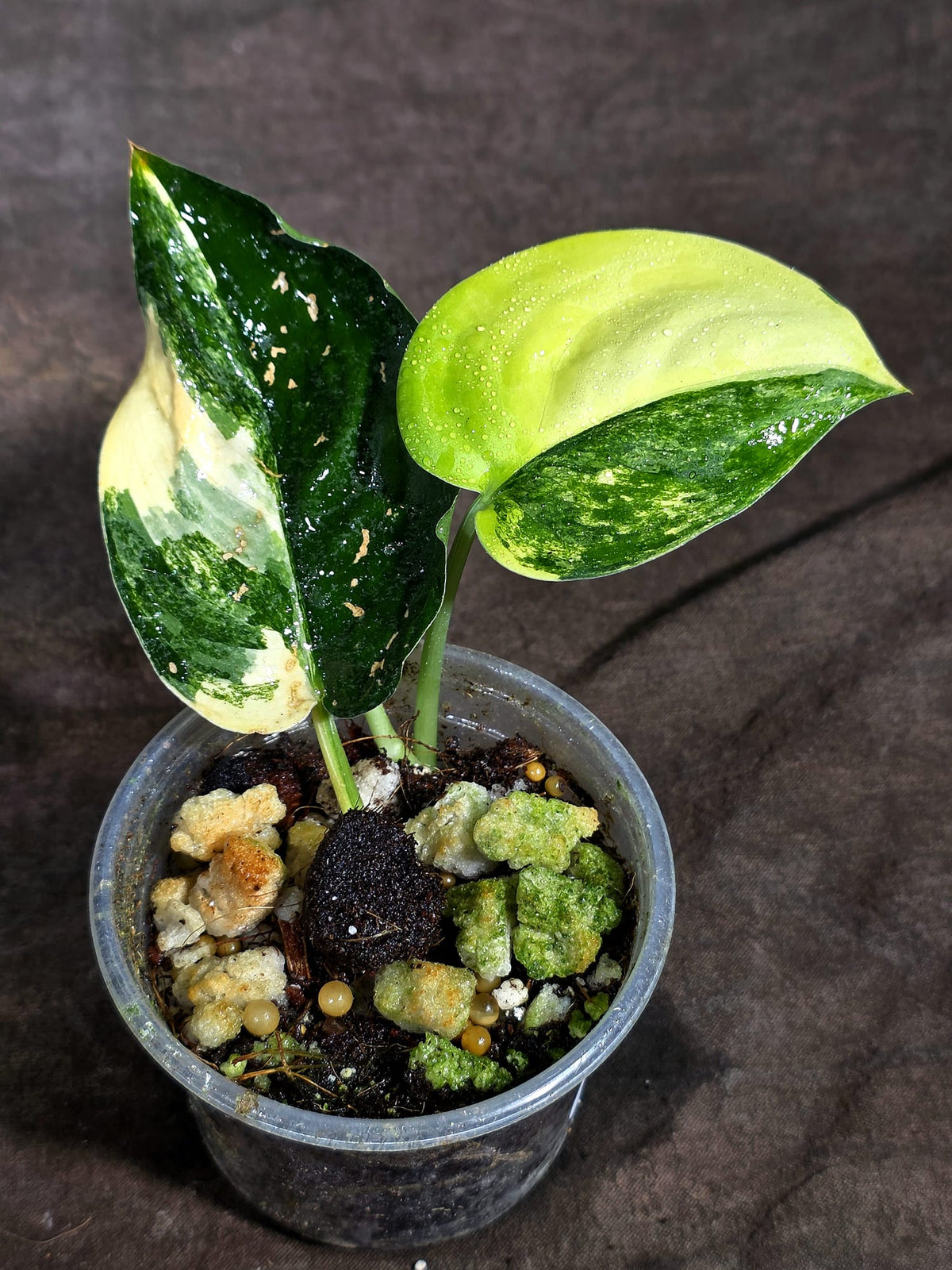 Scindapsus Jade Satin Variegated Exact Plant - (Sep-18-18)