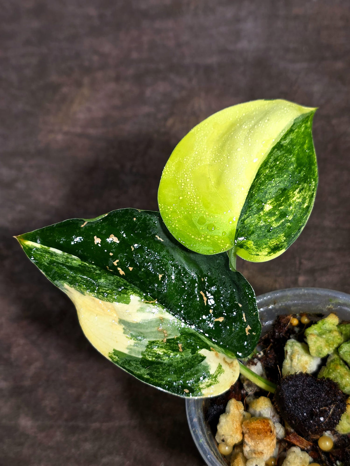 Scindapsus Jade Satin Variegated Exact Plant - (Sep-18-18)