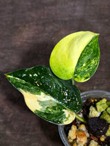 Scindapsus Jade Satin Variegated Exact Plant - (Sep-18-18)
