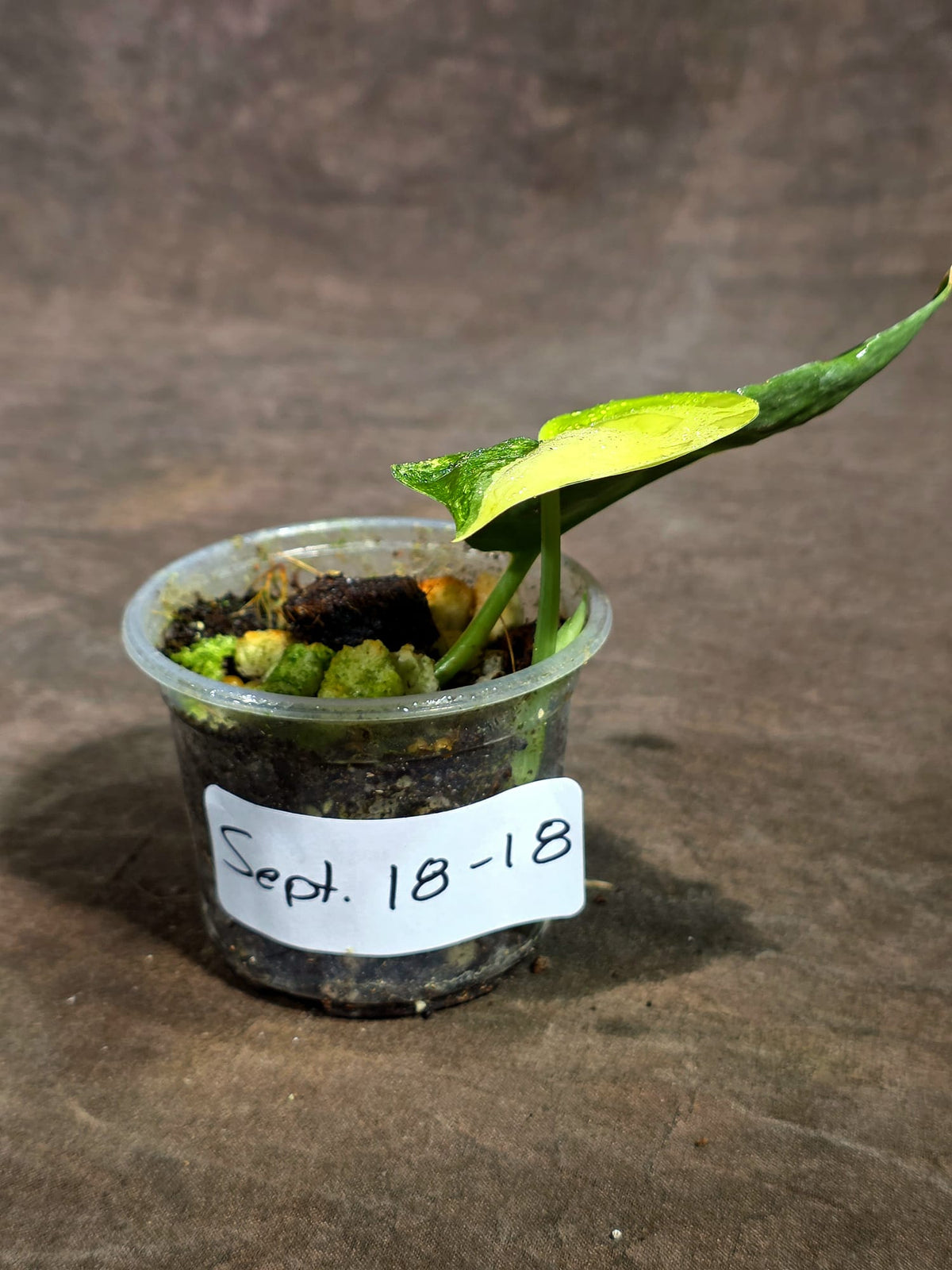 Scindapsus Jade Satin Variegated Exact Plant - (Sep-18-18)