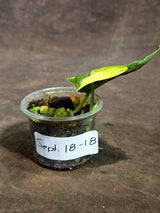Scindapsus Jade Satin Variegated Exact Plant - (Sep-18-18)