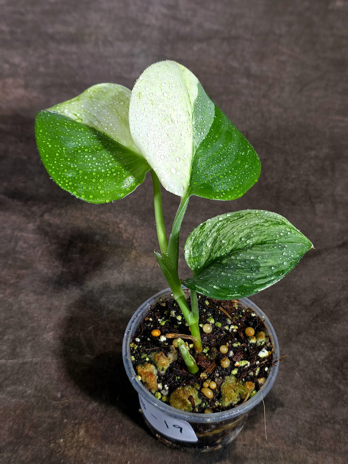 Scindapsus Moonlight Treubii Albo Variegated Exact Plant - (Sep-18-19)