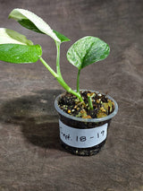 Scindapsus Moonlight Treubii Albo Variegated Exact Plant - (Sep-18-19)