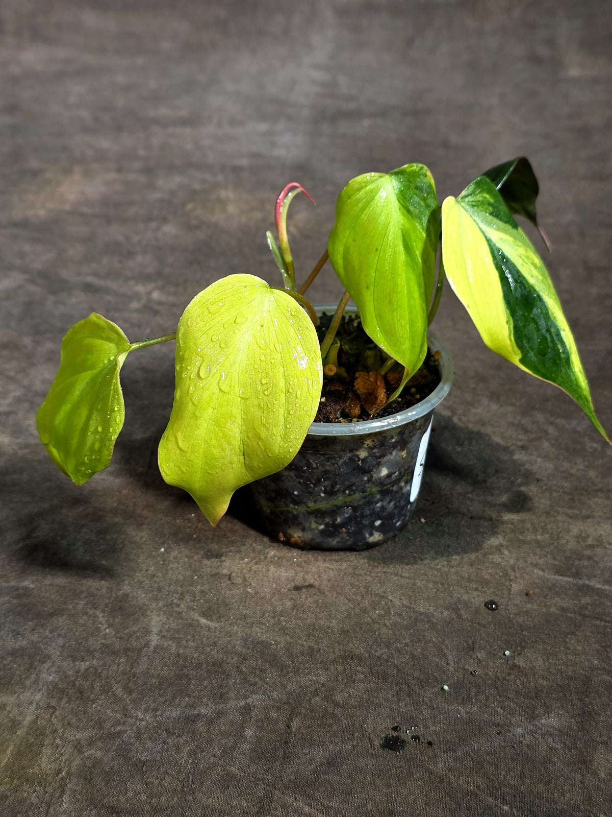 Variegated Philodendron Mican Aurea Exact Plant - (Sep-18-20)