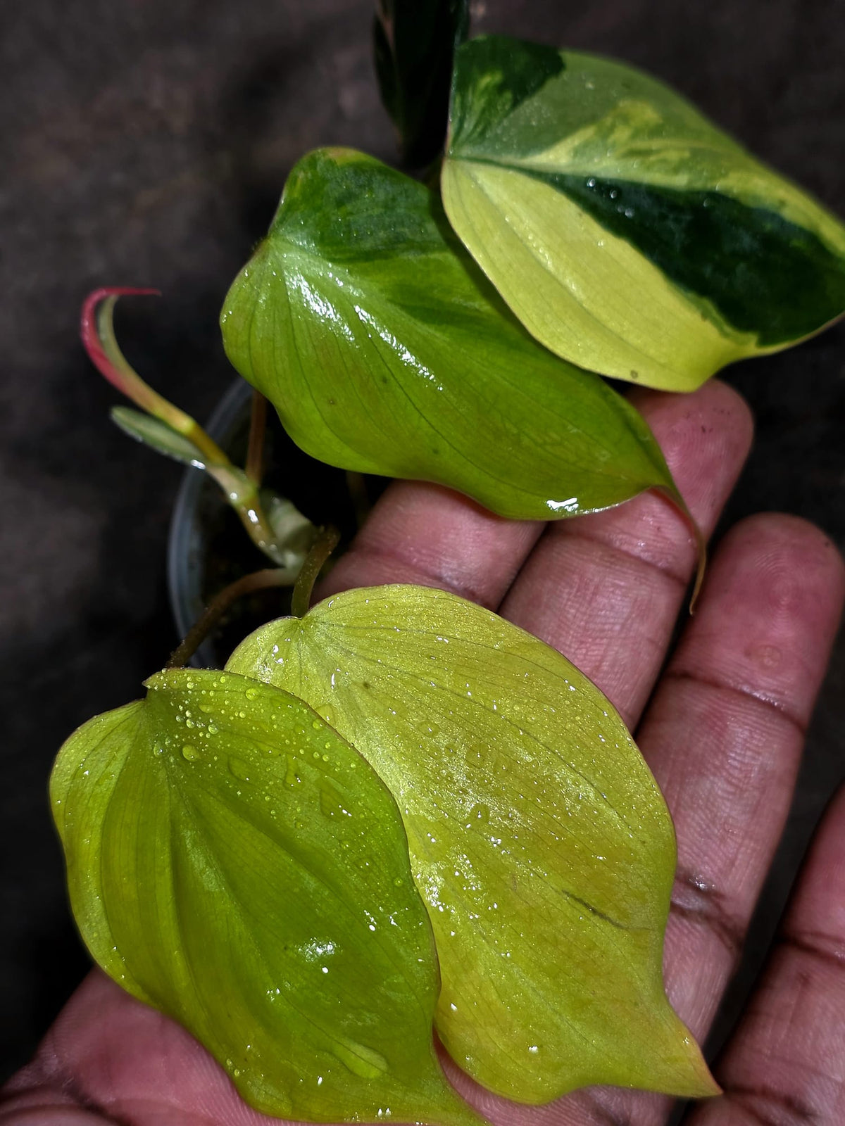 Variegated Philodendron Mican Aurea Exact Plant - (Sep-18-20)