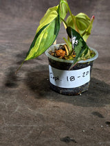 Variegated Philodendron Mican Aurea Exact Plant - (Sep-18-20)