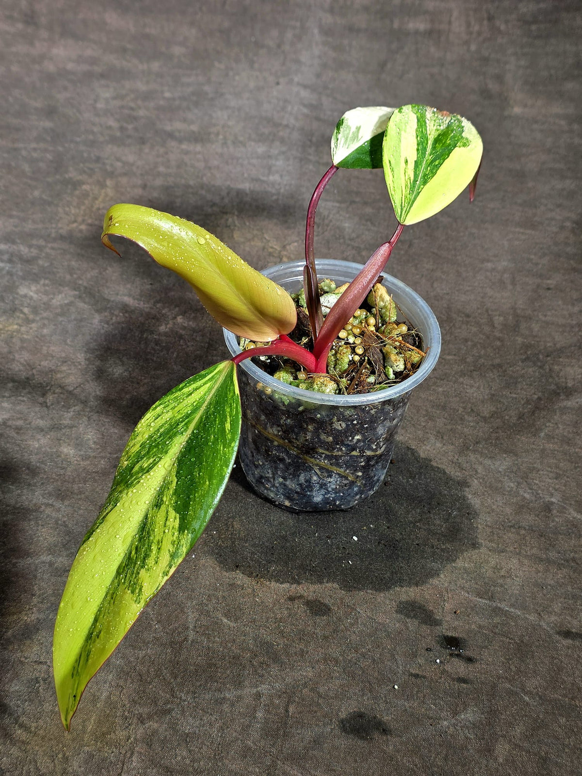 Philodendron Strawberry Shake Variegated Exact Plant - (Sep-18-21)