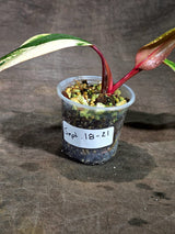 Philodendron Strawberry Shake Variegated Exact Plant - (Sep-18-21)