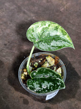 Variegated Scindapsus Mayari Exact Plant - (Sep-18-22)