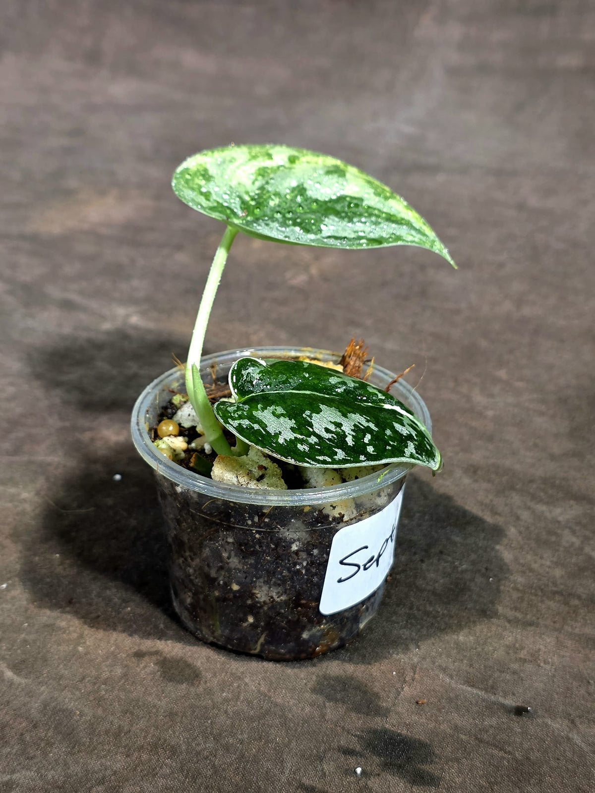 Variegated Scindapsus Mayari Exact Plant - (Sep-18-22)