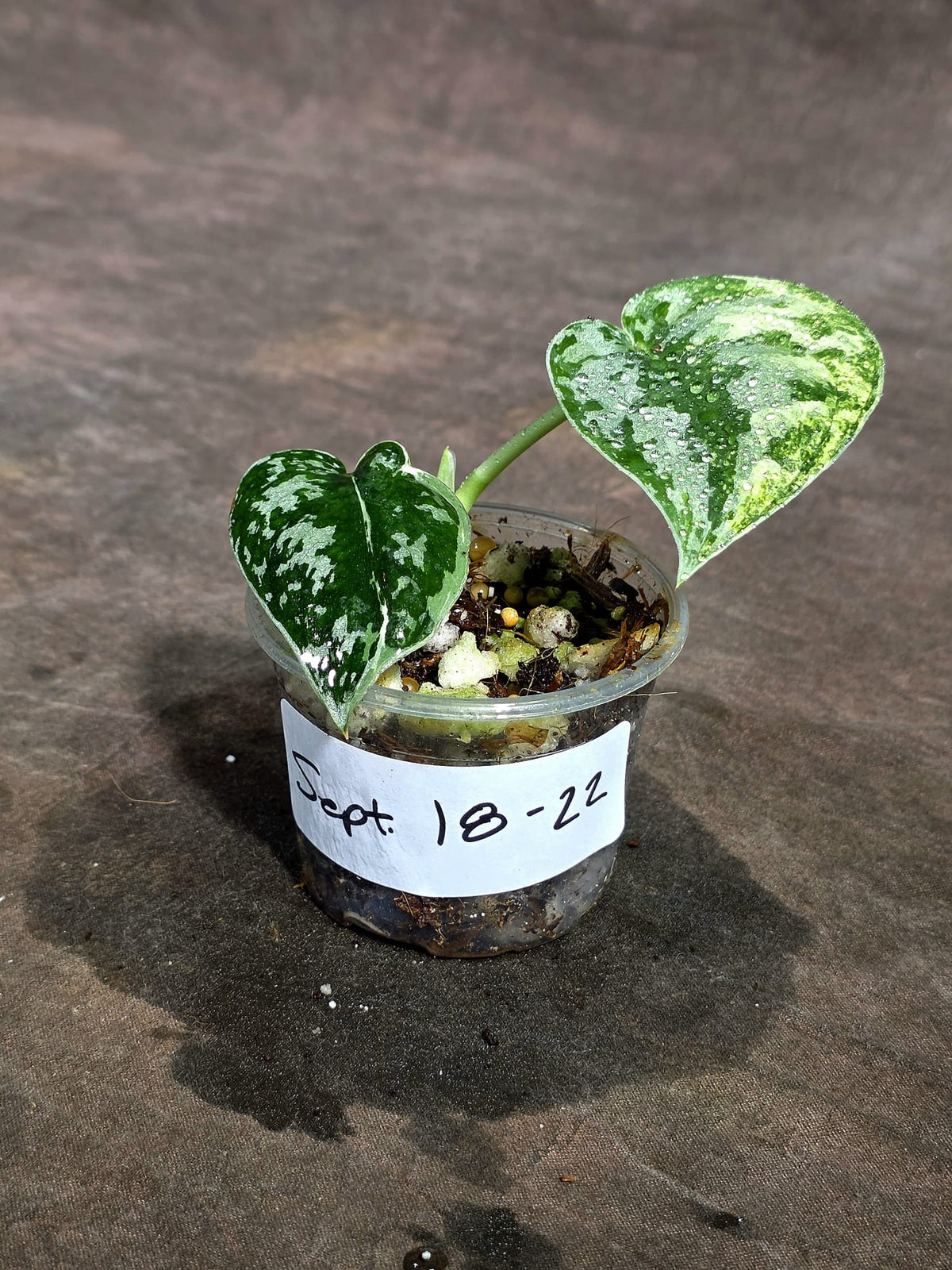 Variegated Scindapsus Mayari Exact Plant - (Sep-18-22)