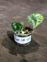 Variegated Scindapsus Mayari Exact Plant - (Sep-18-22)