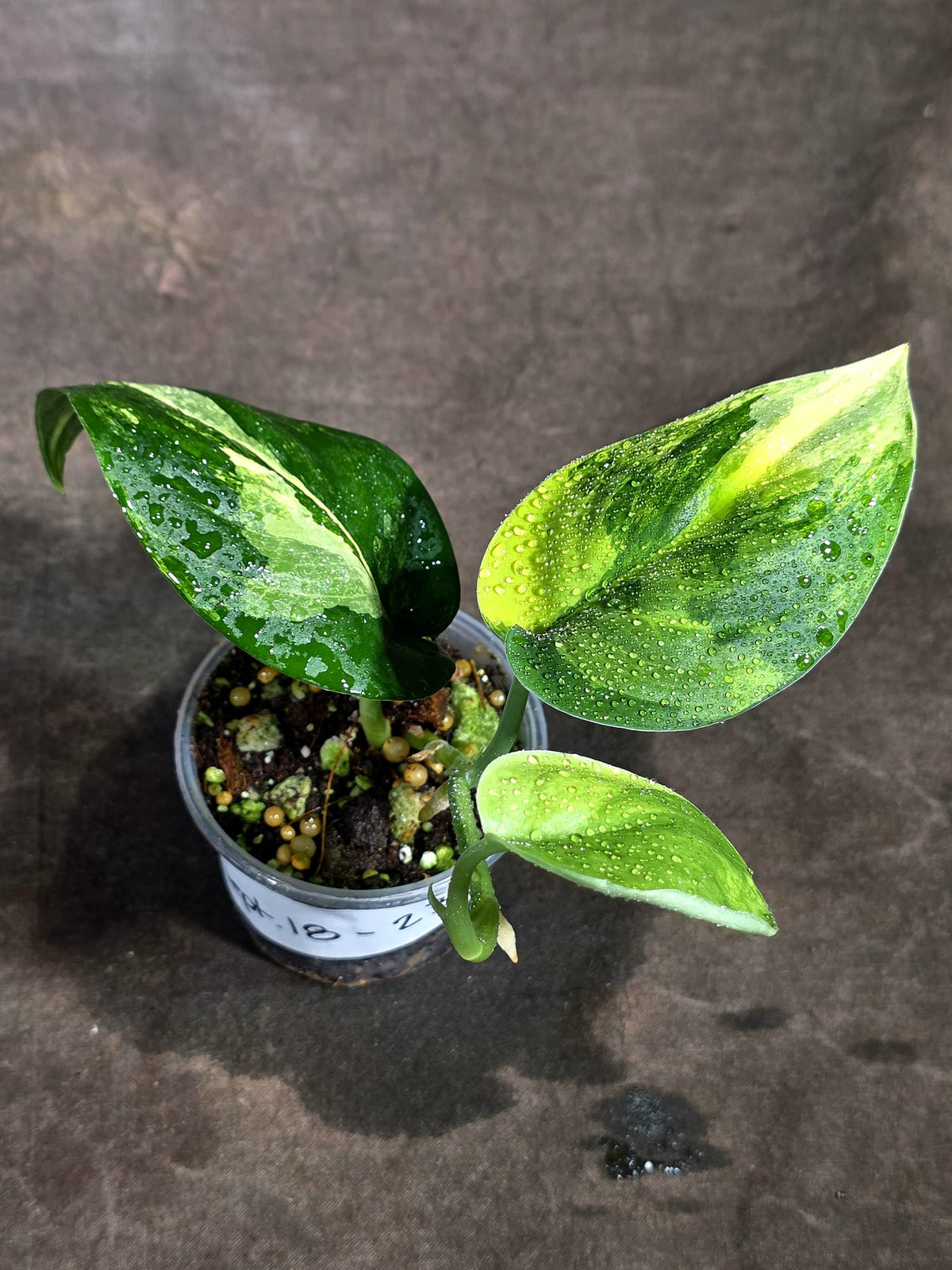 Scindapsus Jade Satin Variegated Exact Plant - (Sep-18-23)