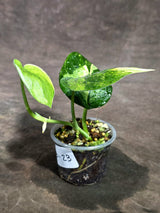 Scindapsus Jade Satin Variegated Exact Plant - (Sep-18-23)