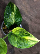 Scindapsus Jade Satin Variegated Exact Plant - (Sep-18-23)