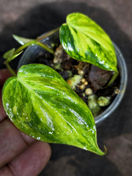 Variegated Philodendron Mican Aurea Exact Plant - (Sep-18-24)