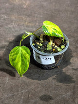 Variegated Philodendron Mican Aurea Exact Plant - (Sep-18-24)