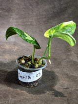 Scindapsus Jade Satin Variegated Exact Plant - (Sep-18-23)