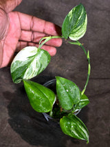Variegated Trebuii Moonlight Scindapsus in a Nursery Pot (Sep-18-26)