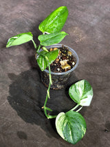Variegated Trebuii Moonlight Scindapsus in a Nursery Pot (Sep-18-26)