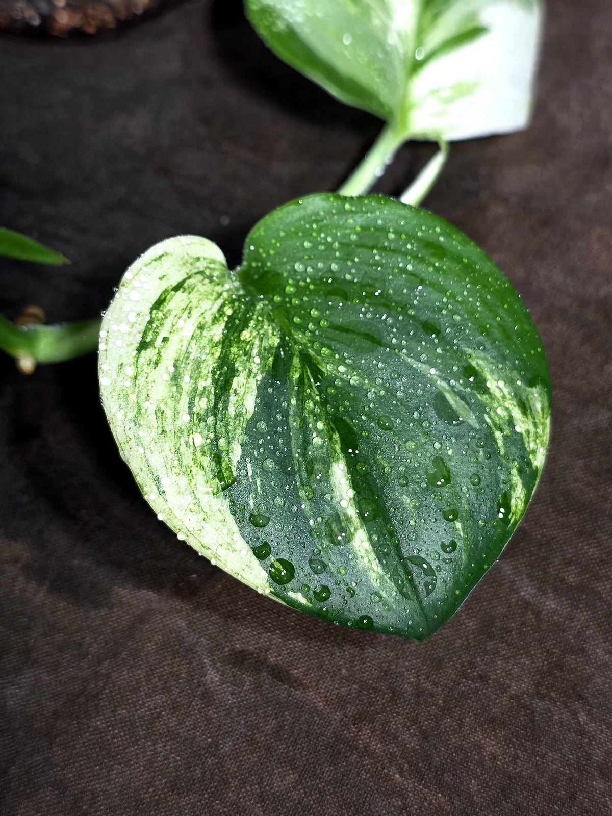 Variegated Trebuii Moonlight Scindapsus in a Nursery Pot (Sep-18-26)