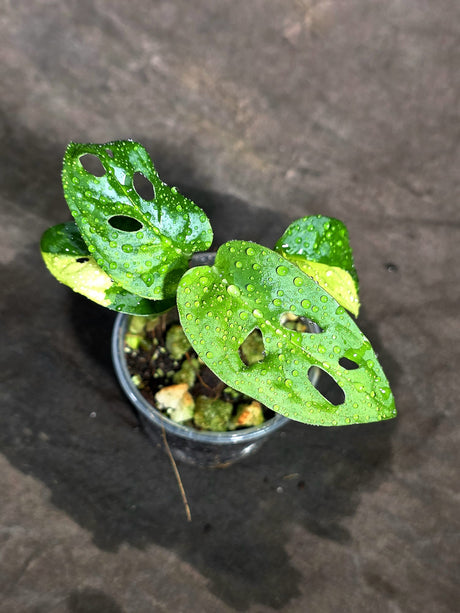 Monstera Adansonii Aurea Variegated (Sep-18-27)