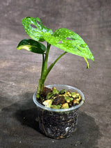 Monstera Adansonii Aurea Variegated (Sep-18-27)