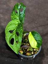 Monstera Adansonii Aurea Variegated (Sep-18-27)