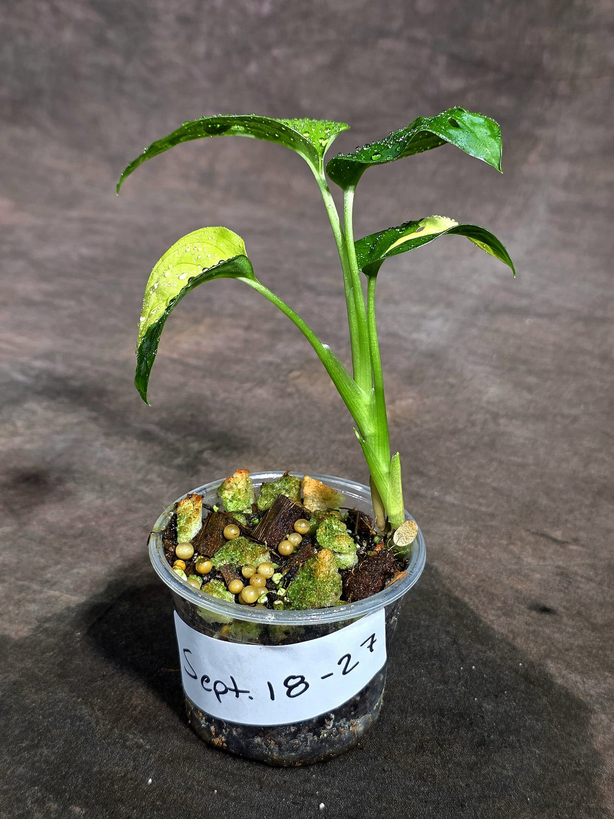 Monstera Adansonii Aurea Variegated (Sep-18-27)