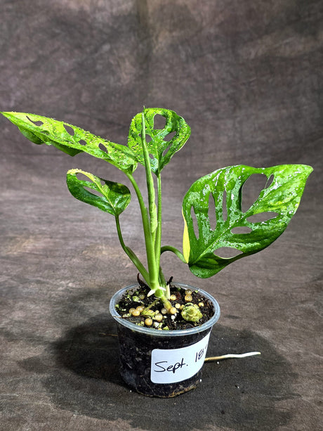 Monstera Adansonii Aurea Variegated (Sep-18-28)