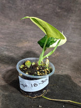Scindapsus Jade Satin Variegated - Yellow Variegation - (Sep-18-30)