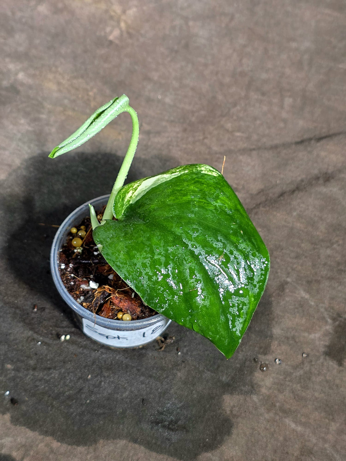 Scindapsus Jade Satin Variegated - Yellow Variegation - (Sep-18-31)