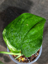 Scindapsus Jade Satin Variegated - Yellow Variegation - (Sep-18-31)