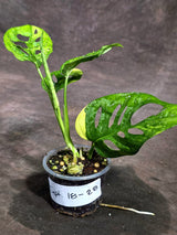 Monstera Adansonii Aurea Variegated (Sep-18-28)