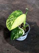 Scindapsus Jade Satin Variegated - Yellow Variegation - (Sep-18-29)