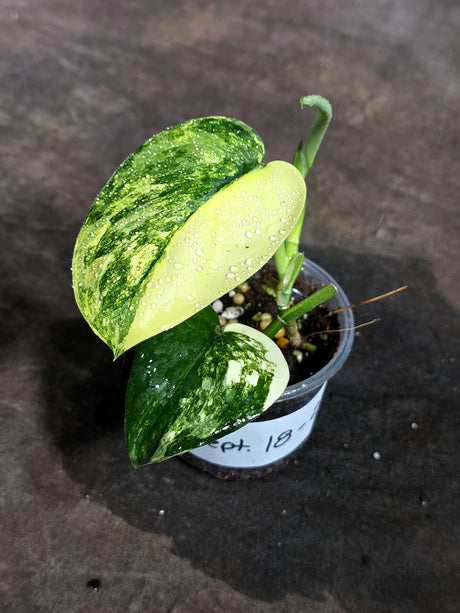Scindapsus Jade Satin Variegated - Yellow Variegation - (Sep-18-29)
