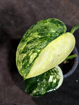 Scindapsus Jade Satin Variegated - Yellow Variegation - (Sep-18-29)