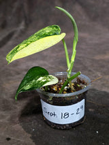 Scindapsus Jade Satin Variegated - Yellow Variegation - (Sep-18-29)