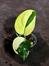 Scindapsus Jade Satin Variegated - Yellow Variegation - (Sep-18-30)