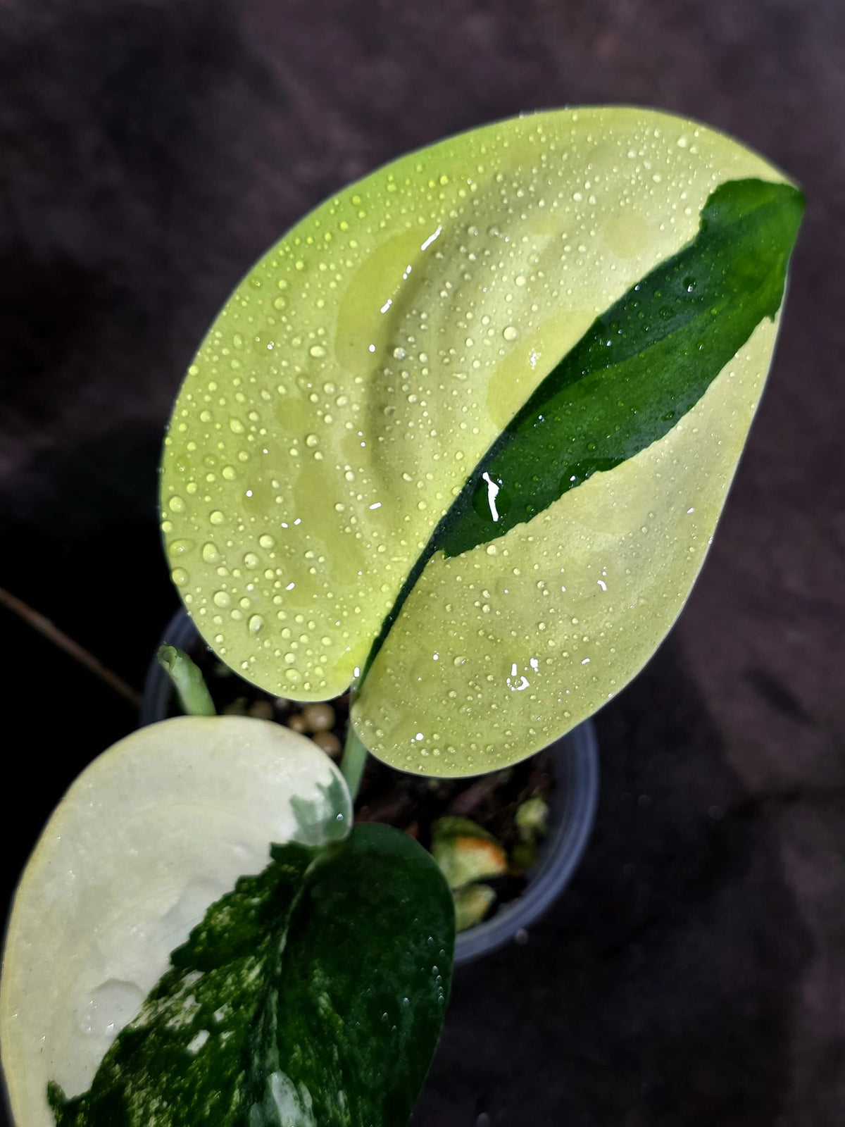 Scindapsus Jade Satin Variegated - Yellow Variegation - (Sep-18-30)