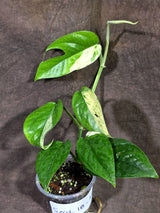 Epipremnum Pinnatum Albo Variegated - Climbing Aroid - (Sep-18-32)