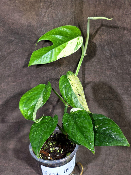 Epipremnum Pinnatum Albo Variegated - Climbing Aroid - (Sep-18-32)