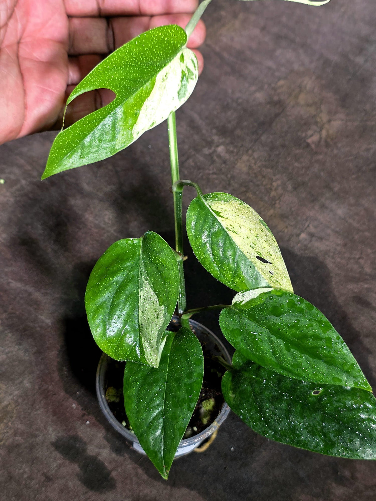 Epipremnum Pinnatum Albo Variegated - Climbing Aroid - (Sep-18-32)