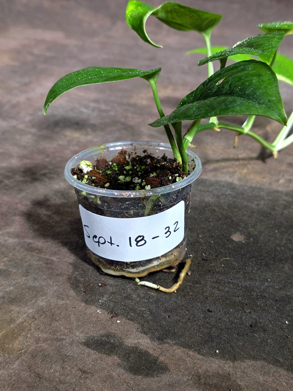 Epipremnum Pinnatum Albo Variegated - Climbing Aroid - (Sep-18-32)