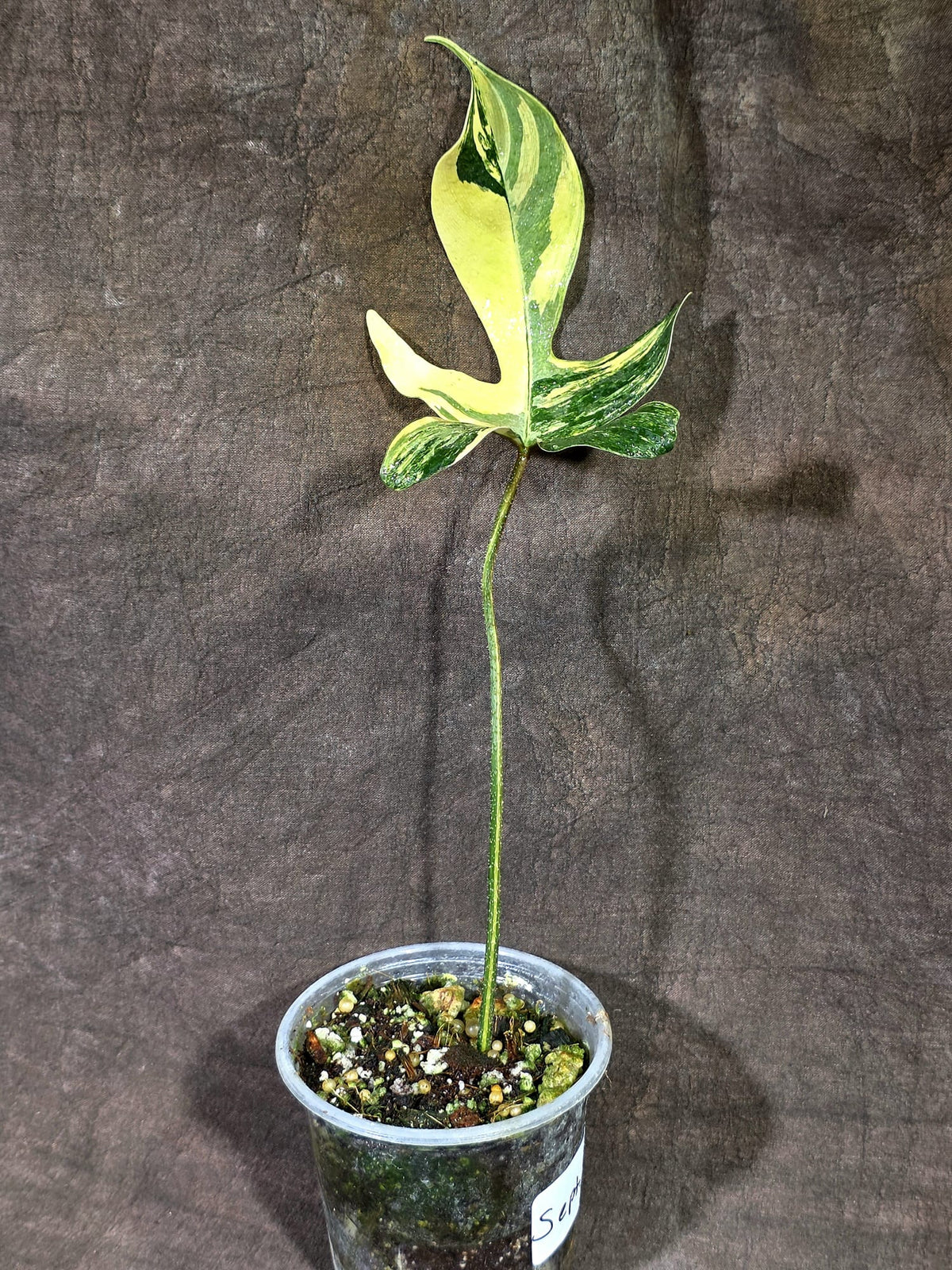 Variegated Philodendron Florida Beauty Live Plant (Sep-18-33)