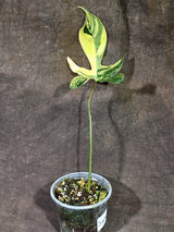 Variegated Philodendron Florida Beauty Live Plant (Sep-18-33)
