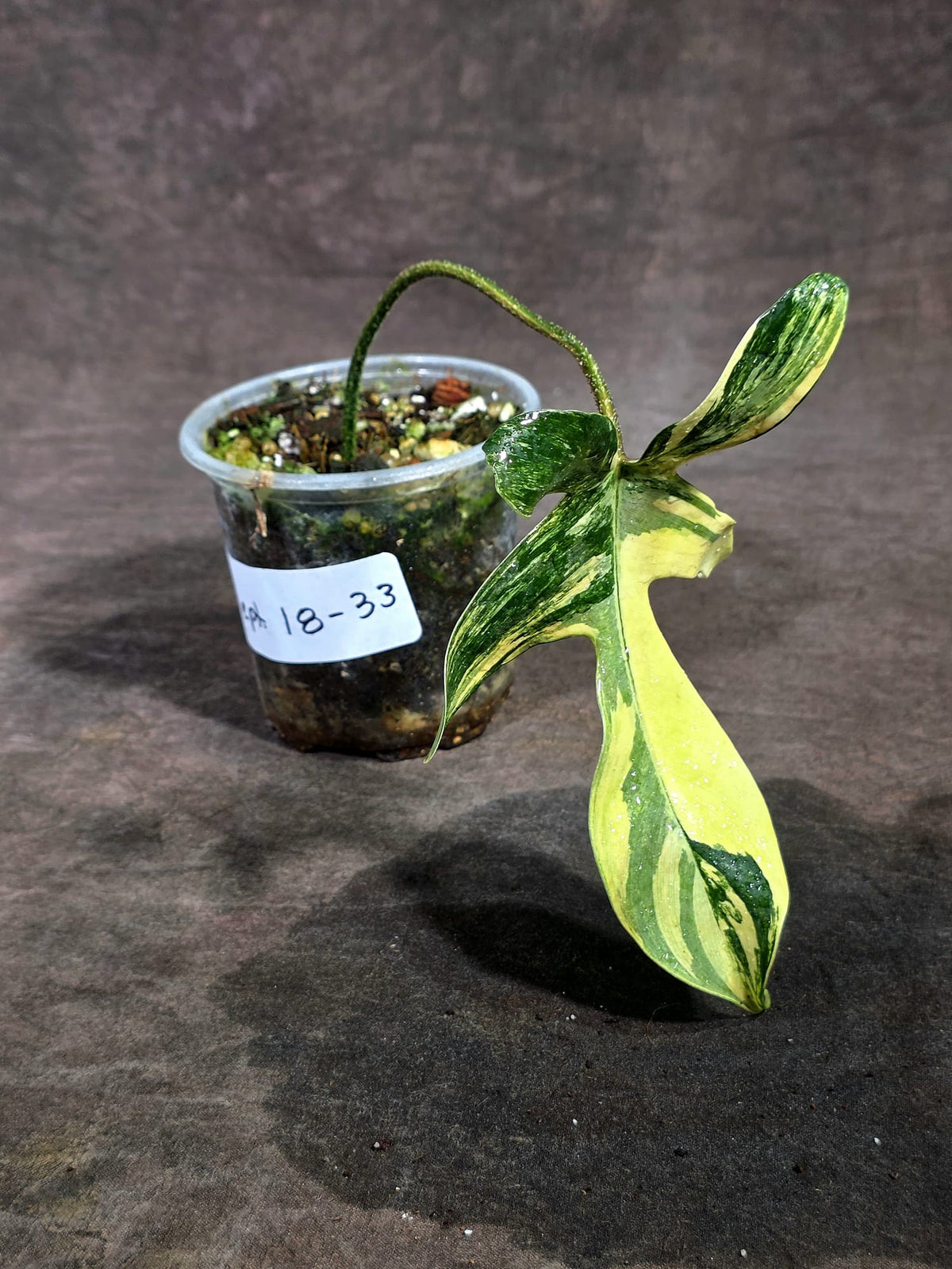 Variegated Philodendron Florida Beauty Live Plant (Sep-18-33)