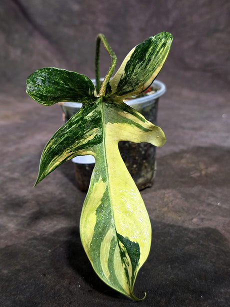 Variegated Philodendron Florida Beauty Live Plant (Sep-18-33)