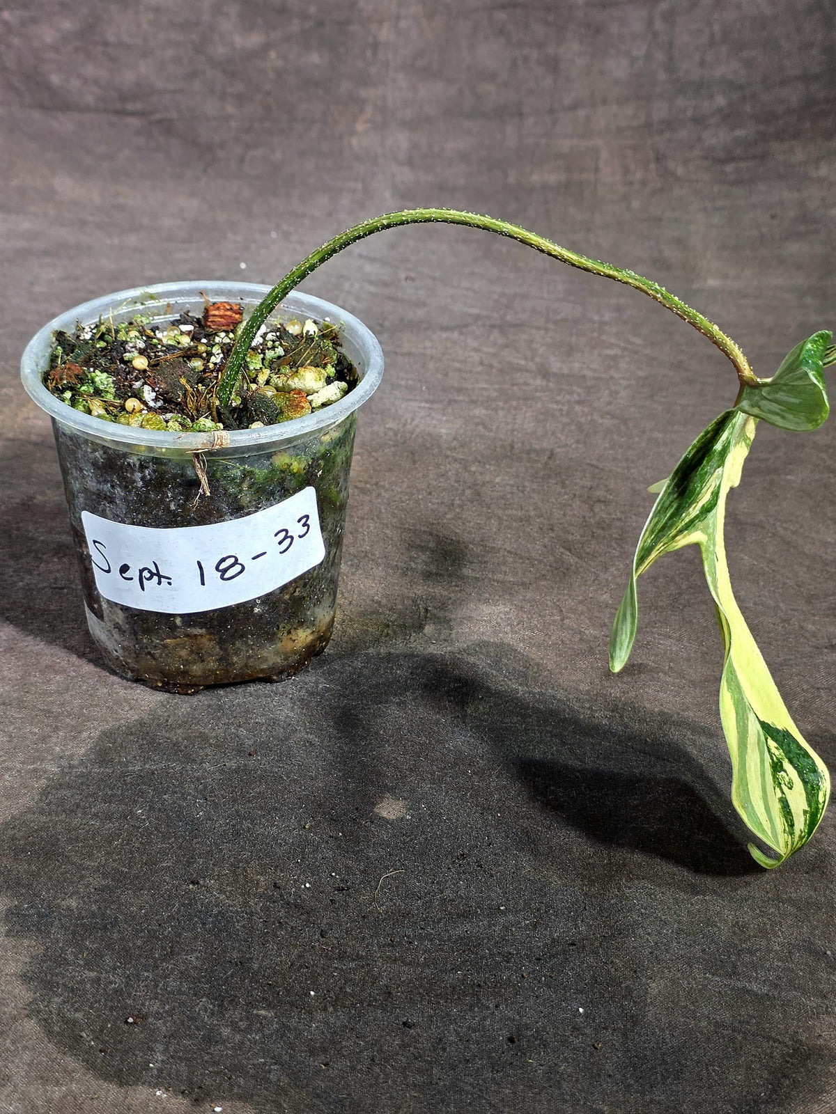 Variegated Philodendron Florida Beauty Live Plant (Sep-18-33)